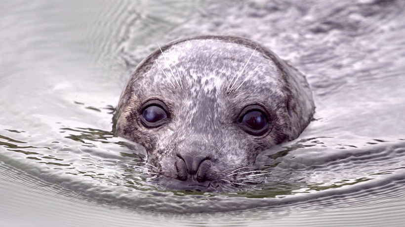 Dolfinarium