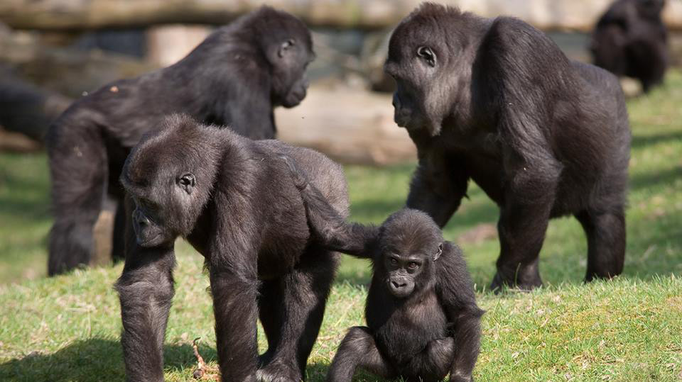 Burgers’ Zoo